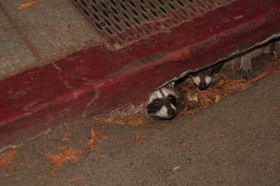 Racoons