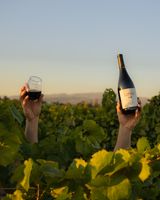 VINEYARD SHOOT at LARSON FAMILY WINES