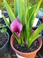 Calla Lilies