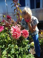 Dahlias