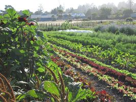 Farm