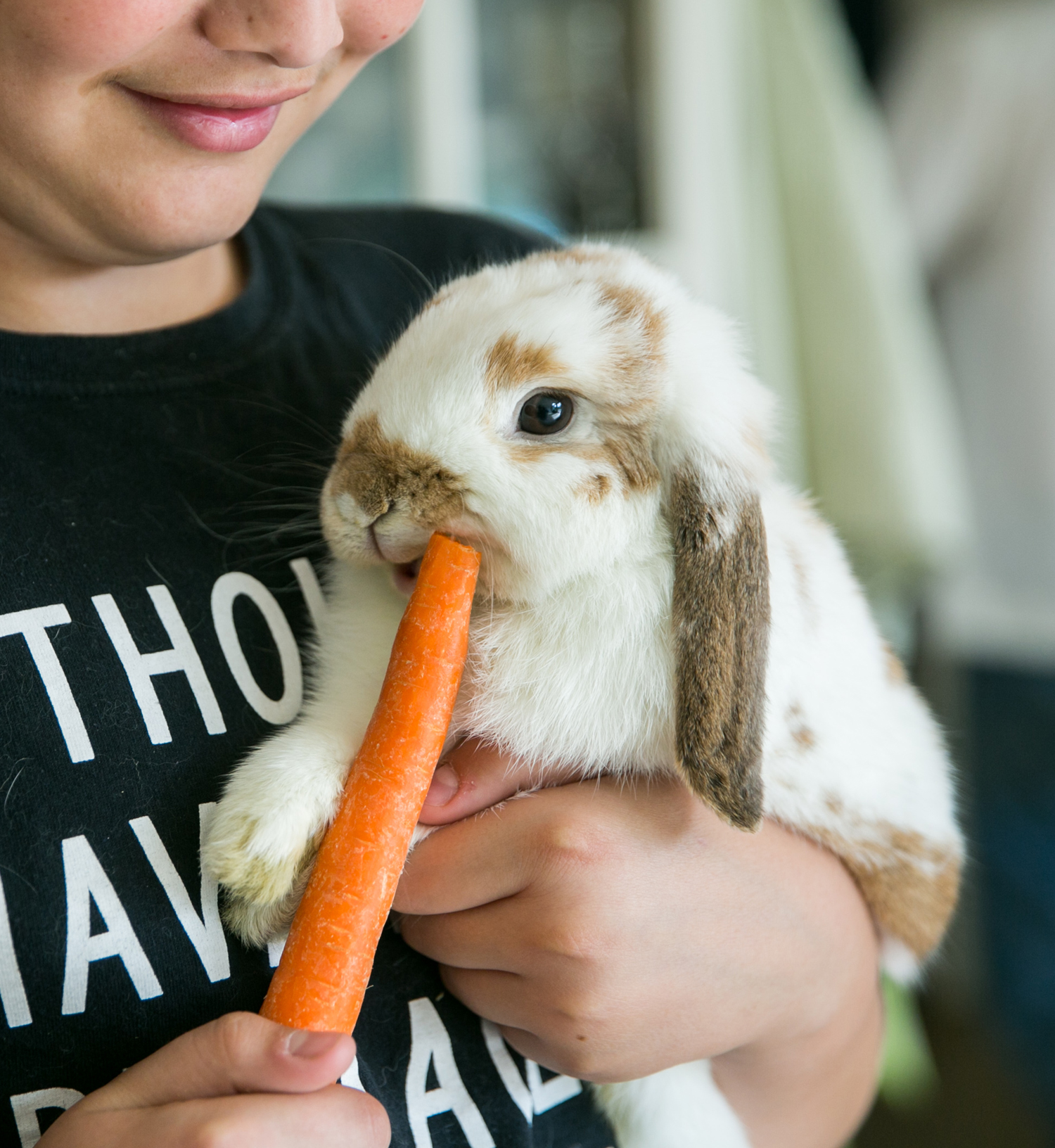 bunny