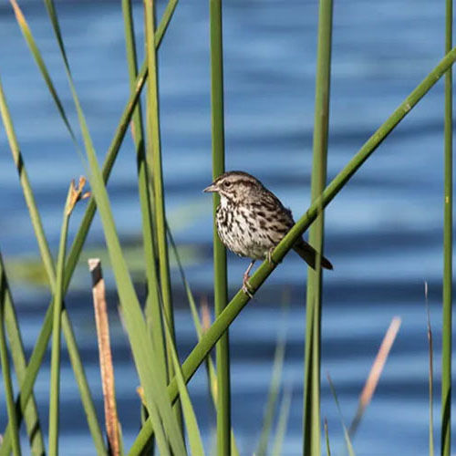 Bird walk Petaluma