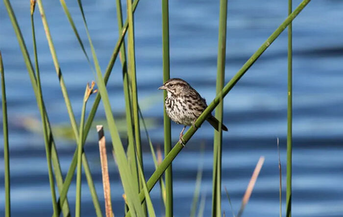 Guided Bird and Nature Walk at Ellis Creek